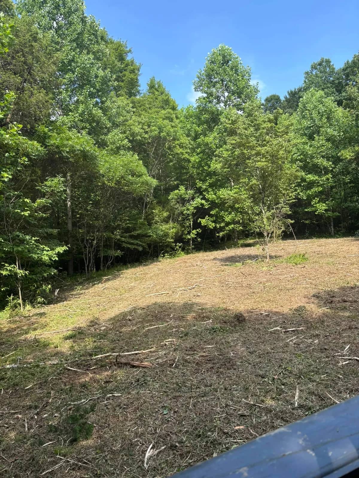 Cleared area with the mature trees left standing