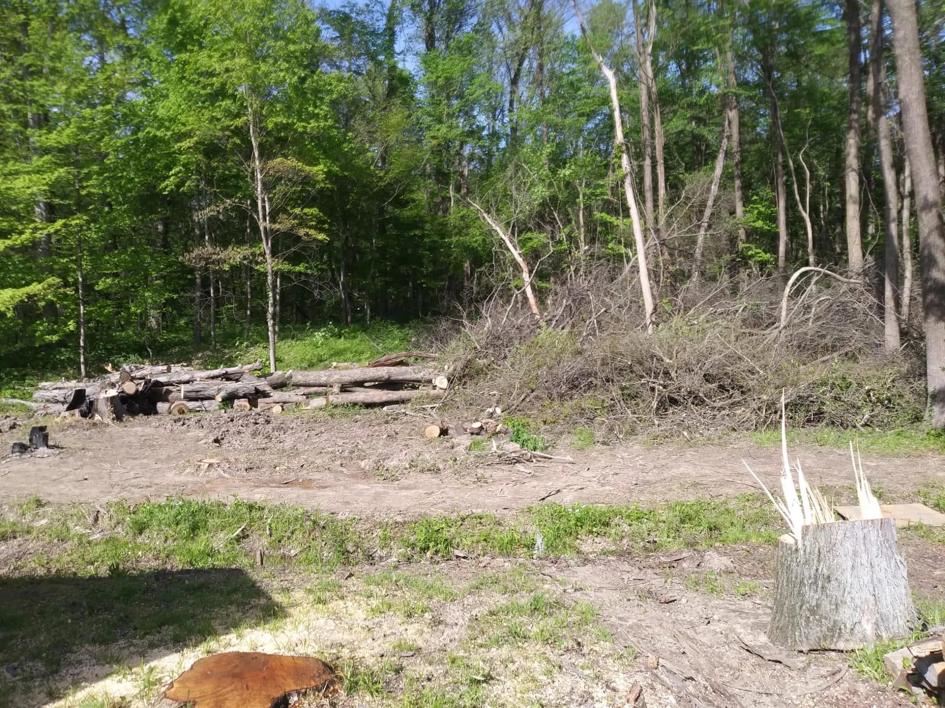 Cleared lot with stumps and logs piled for removal